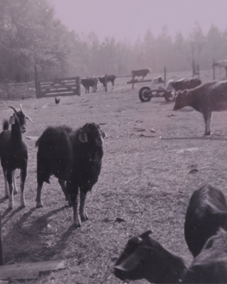 Eazy Run Farm